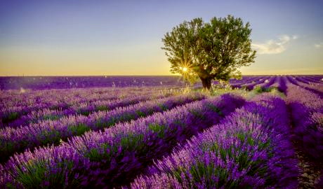 Urlaub Frankreich Reisen - © Adobe Stock